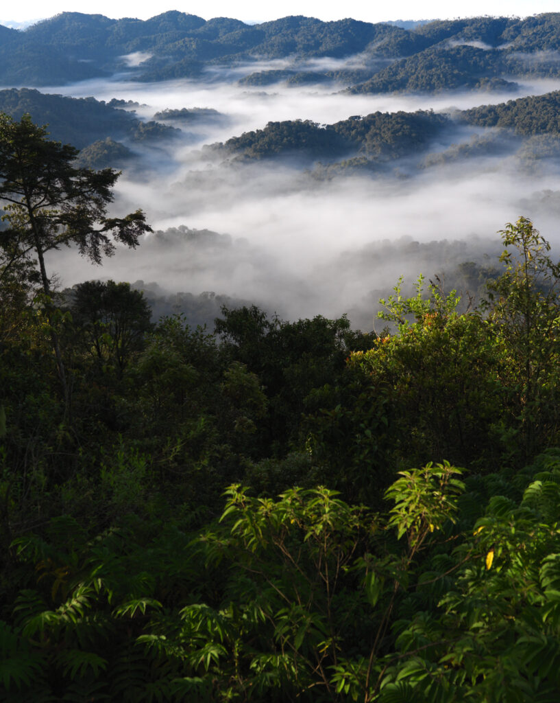 Landscape 10 Nyungwe